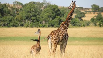 Find Dwarf Giraffes In Africa, Scientists Explain