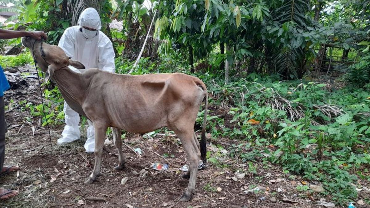 Awalnya Hanya 15 Ekor, Kini 59 Sapi di Agam Sumbar Terpapar Penyakit Mulut dan Kuku