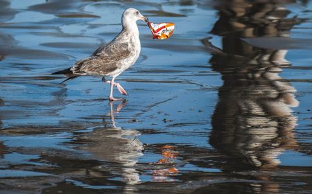 Laut Dunia Tercemari 14 Juta Ton Mikroplastik