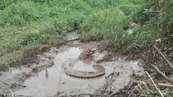 Kerap Makan Ikan Ternak, Buaya 2,5 Meter Ditangkap Warga Tanjungpinang Kepri