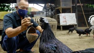 Mitos Ayam Cemani: Legenda Asal-usul dan Ceritanya