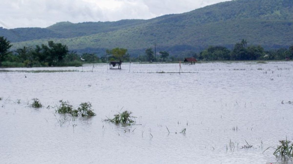 Puluhan Hektare Pertanian di Situbondo Terancam Gagal Panen Akibat Banjir