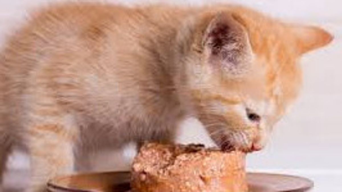 Awas Basi! Begini Cara Menyimpan Makanan Basah Kucing yang Baik dan Benar 
