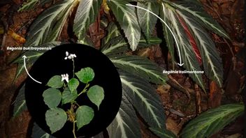 カリマンタンで発見された2つの新しいベゴニア種