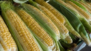 Kementan Garantit L’approvisionnement En Maïs Pour Des Aliments Sûrs Jusqu’en Mars 2020
