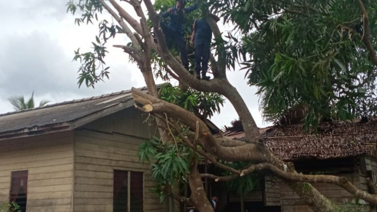 Conditions Météorologiques Extrêmes, Puting Beliung Endommager 17 Maisons Dans Le Village De Sepempang Natuna