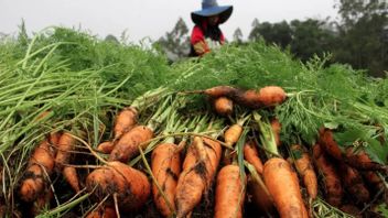 Prices Of Carrots Drop Drastically Due To Vegetable Imports?