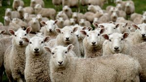 Pemukim Israel Bunuh 117 Domba Demi Usir Warga Palestina dari Tepi Barat