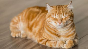 Fakta Kucing Oren yang Terkenal Badung dan Bertingkah Aneh, Namun Ternyata Justru Penyayang