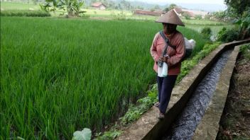 ضخت وزارة الزراعة 11 مليار روبية إندونيسية لبناء 60 ري في بنجكولو