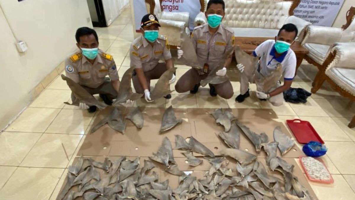 ميدان - نجح تهريب 20 كجم من زعانف أسماك القرش الأصلي في إحباطه في باكوهيني