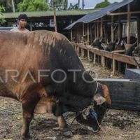Presiden Beli Sapi Limousin Cross 859 Kilogram untuk Kurban di Ternate