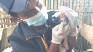 Truk Pembawa Sapi yang Melintas di Kota Bogor akan Dicegat Tim Gabungan Antisipasi PMK