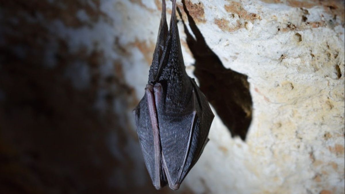 Des Scientifiques Entrent Dans Une Grotte Pour Rechercher Un Nouveau Virus Corona Chez Les Chauves-souris