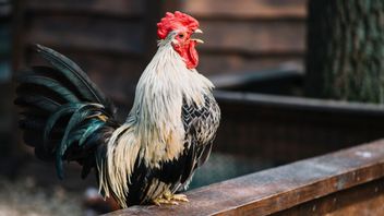 Why Cockens At 11 PM? This Is The Scientific Explanation