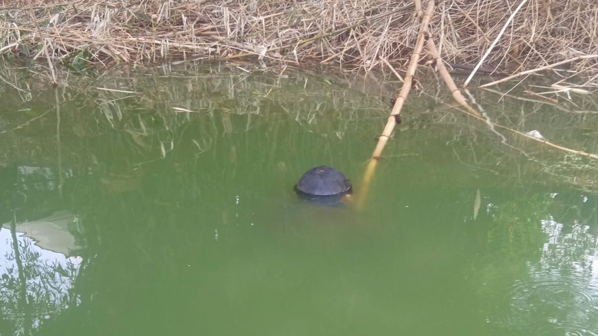 Le chauffeur d’Angkot Ciputat, Arifin, a tenté de se débarrasser dans le lac Rempong, mais n’a pas réussi à cause du châssis