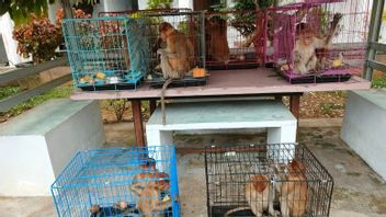 المواطنون الفيتناميون يحمون مهربي الحيوانات من القرود خرطوم إلى القمم الصفراء في بونتياناك مهددة بالسجن لمدة 5 سنوات