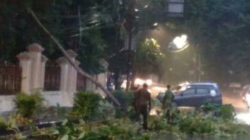 昨天的雨和强风，雅加达市中心的9棵树倒在车辆顶部