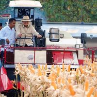 Bulog Serap 200 Ton Jagung di Tuban, Harga Petani Dijaga Rp6.400 per Kg
