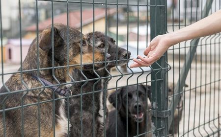 Kasus Rabies Meningkat, Lakukan Pertolongan Pertama Ini Setelah Digigit Anjing