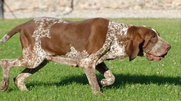 Bracco Italiano, One of the Ancient Italian Hunting Dog Breeds Officially Enrolled in the Register of the American Kennel Club