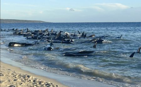 Seratusan Paus Pilot Berhasil Diselamatkan Usai Sempat Terdampar di Pantai Australia Barat