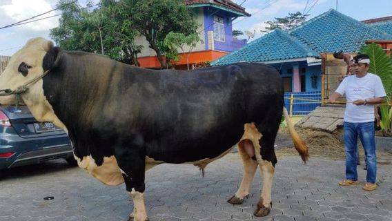 デディ・ムリャディ・ンガムクの牛、ほとんど攻撃され、住民の家のフェンスにぶつかる