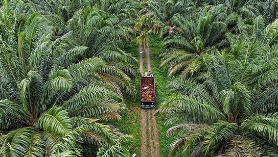 No New Palm Oil Permits, West Papua Provincial Government Emphasizes Protection of Indigenous Rights