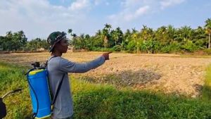90 Hektare Sawah di Aceh Jaya Kekeringan Akibat Kemarau