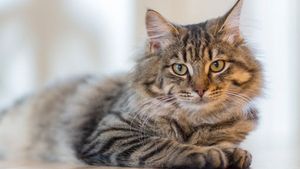 Ciri-ciri Kucing Keracunan dan Cara Penanganan yang Harus Diketahui