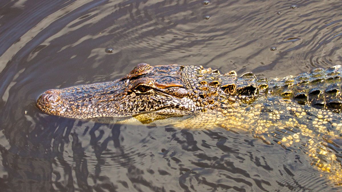 5 Crocodiles Escaped From Cianjur Shelter Arrested, Evacuated To Save Sukabumi Animal