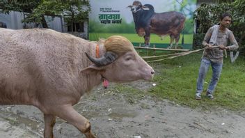 Otoritas Turun Tangan, Kerbau Viral 'Donald Trump' di Bangladesh Batal Disembelih