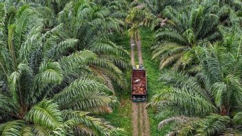 Is Palm Oil Really Water-Intensive? This is What the IPB Professor Says