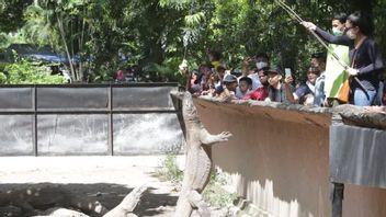 KBS夜间动物园计划受到泗水DPRD的批评：动物也需要像人类一样休息