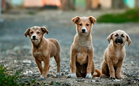 Kedubes Rusia di Korut Tepis Kabar Kim Jong-un Paksa Rakyatnya Makan Anjing Peliharaan