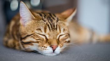 5 Alasan Kenapa Kucing Tidak Merespons saat Dipanggil