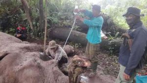 Polisi Cari Pelaku Pembunuh Gajah Latih di Taman Nasional Tesso Nilo