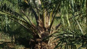 3 Types Of Diseases In Palm Oil Plants And How To Overcome Them