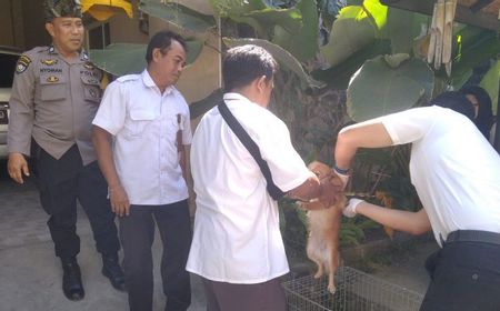 Targetkan 2 Pekan Rampung, Distan Mataram Vaksinasi 1.500 Anjing Cegah Rabies dan Sterilisasi 100 Ekor