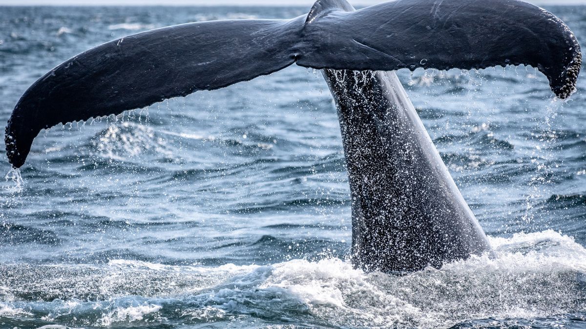 Shiver! Whales Buy Cardano Crypto, Billions Of Coins