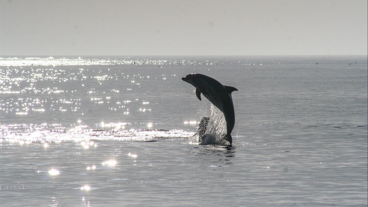 2021年を通して、バリの海域には31匹のカメ、7匹のイルカ、1匹の死んだジンベエザメがいます。