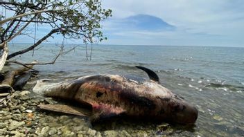 Paus Mati Kembali Ditemukan di Raja Ampat, Aktivis Minta Bangkainya Tak Lagi Dibiarkan Begitu Saja