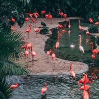 74 Orang Terinfeksi Parasit usai Kunjungi Kebun Binatang di Wales