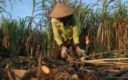 Pencapaian Swasembada Gula Harus Tingkatkan Kesejahteraan Petani Tebu