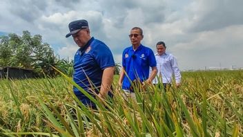 雅加达北部的水稻产量因洪水和害虫而下降