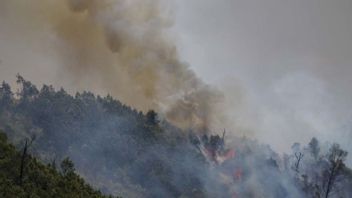 環境林業省は、ブロモ山の森林火災や土地火災によって被害を受けた生態系を回復