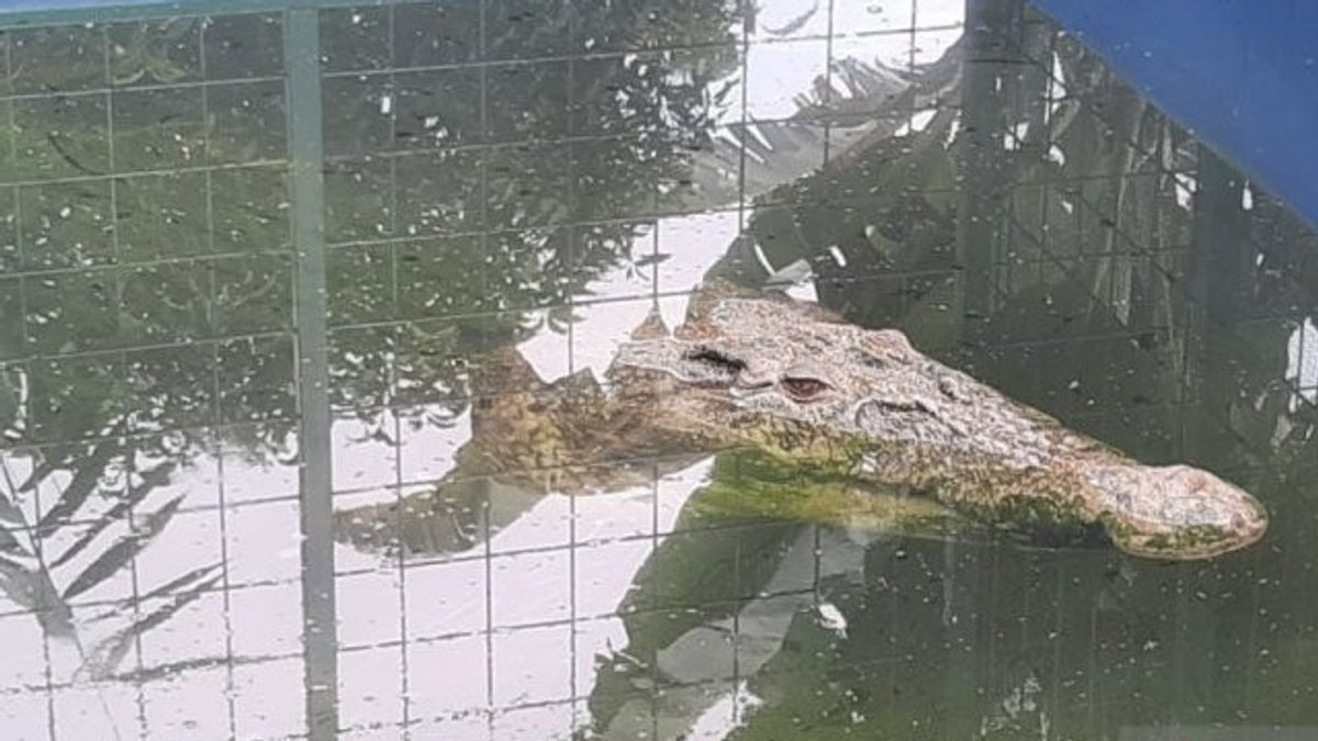 5 Meters Crocodile Attacked, Men In Mandailing Natal Get 26 Prisoners