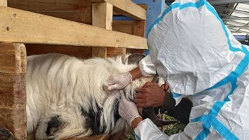 農業省:58,275頭の家畜がFMDの予防接種を受け、19の死んだ州で273,416人がFMDの予防接種を受けた