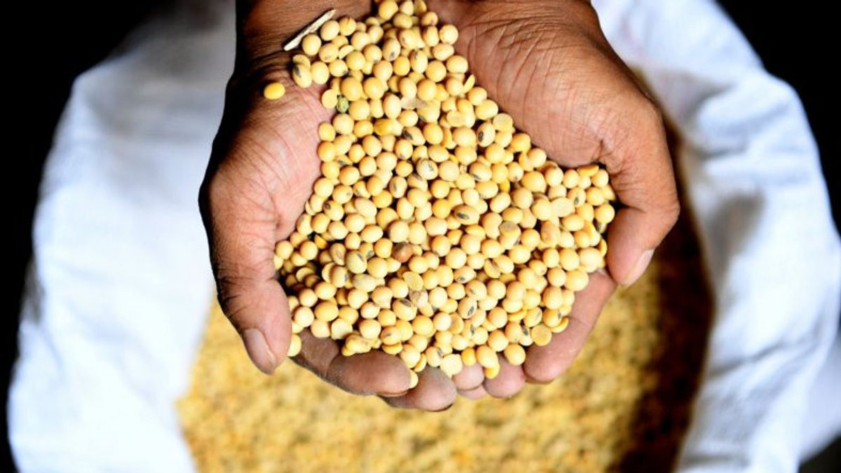  交易员抱怨，苏拉巴亚大豆价格继续上涨
