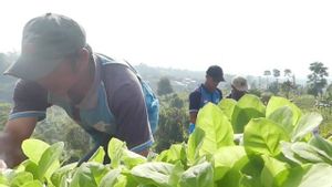 محاصيل التبغ في تيمانجونج تصل إلى تسعة آلاف هكتار